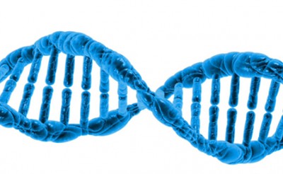 Un nuevo estudio reafirma la fuerte implicación genética en la aparición del autismo