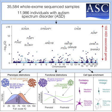 Estudio genéticfo del autismo
