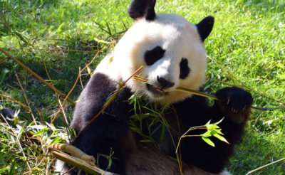 El Zoo Aquarium de Madrid vuelve a sumarse al Día Mundial del Autismo